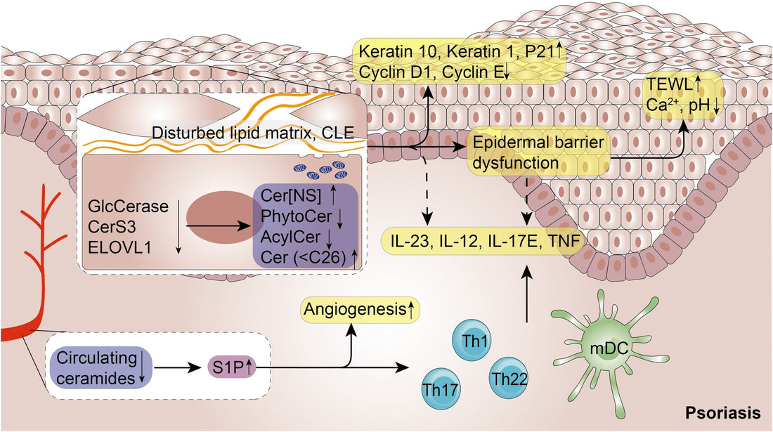 The Role of Ceramides in Skin Barrier Repair: A Scientific Perspective on Delve Beauty Ceramide Moisturizer