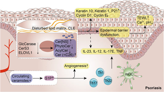 The Role of Ceramides in Skin Barrier Repair: A Scientific Perspective on Delve Beauty Ceramide Moisturizer